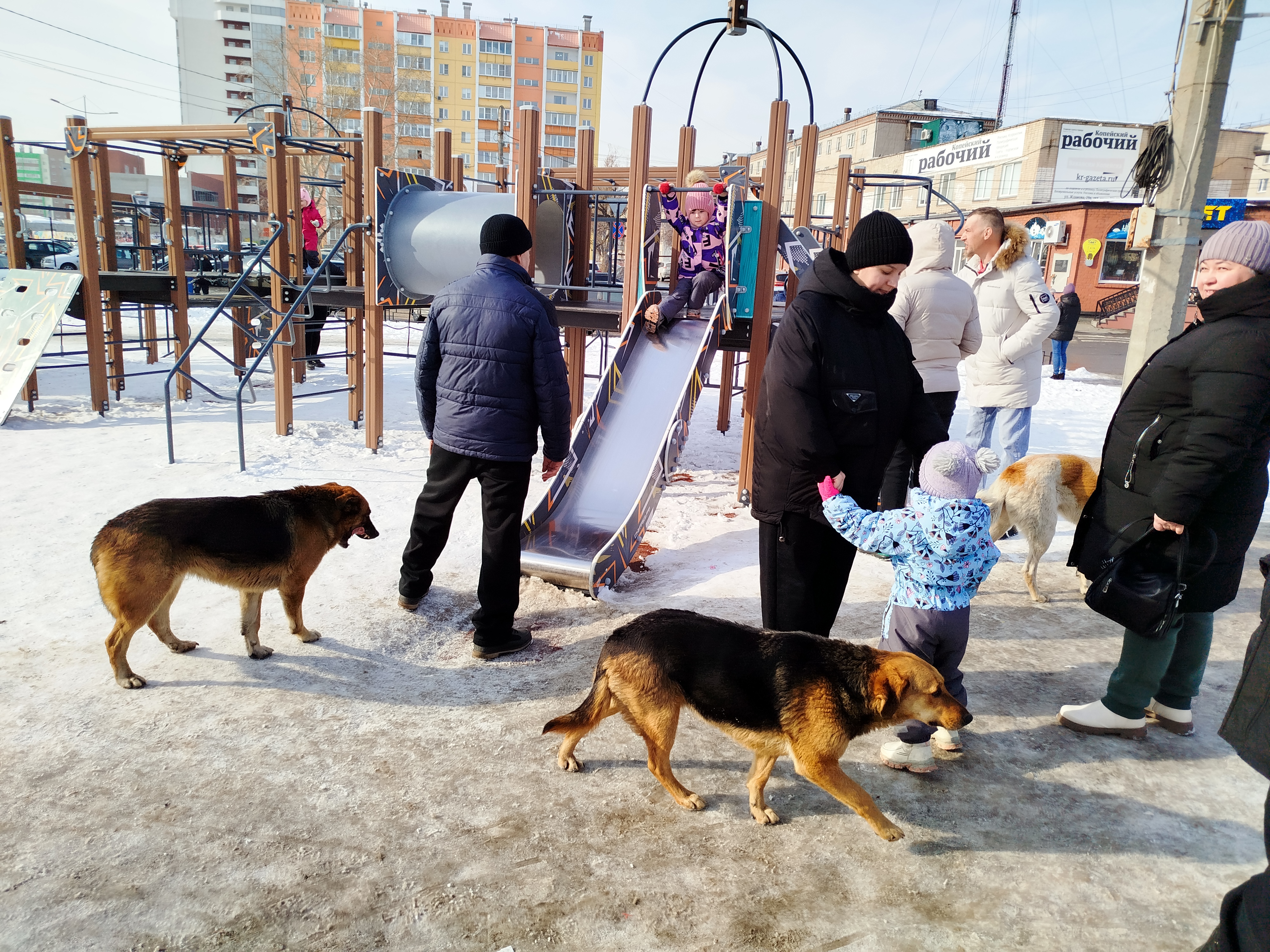 В Копейске продолжается отлов бродячих собак