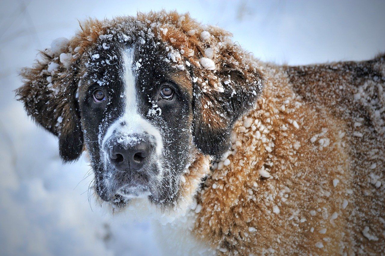 В последнюю декаду декабря в Копейске отловят 30 бездомных собак
