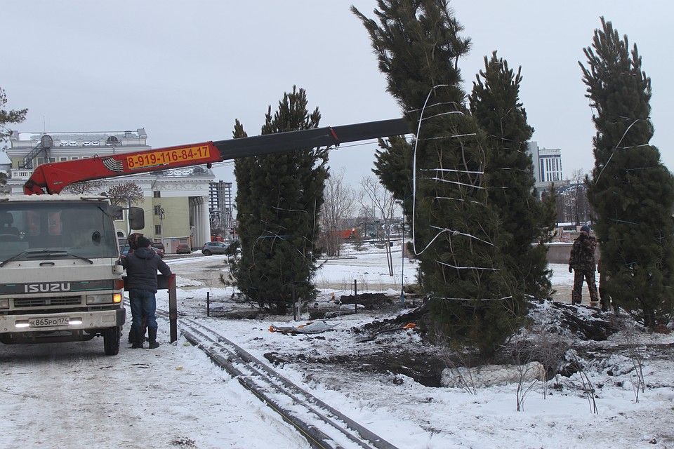 У органного зала в Челябинске высадили огромные кедры