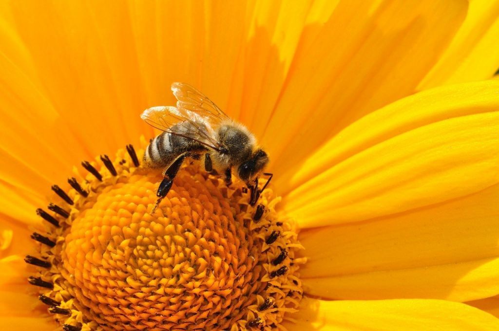 Пчеловодов поддержит государство