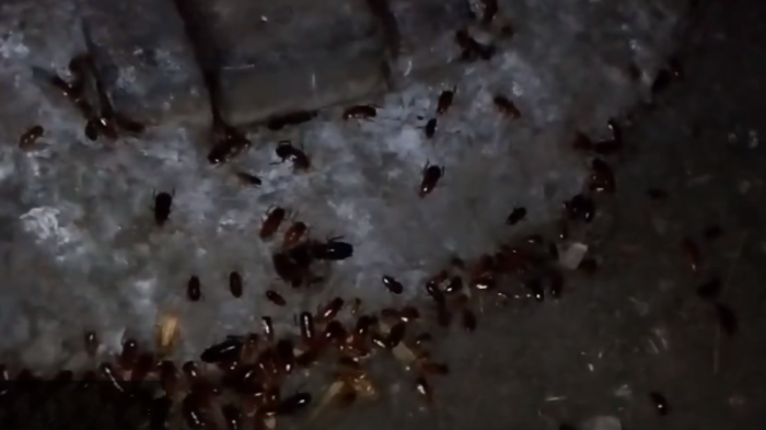 Угрожает ли Копейску нашествие тараканов? Видео 