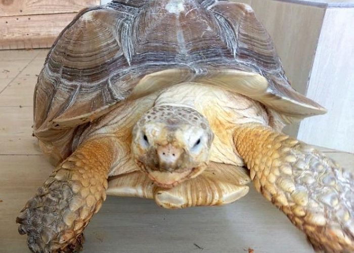 Челябинец продает гигантскую черепаху по цене автомобиля