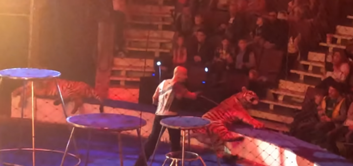 Зрители шокированы. На арене цирка в Магнитогорске тигр упал в обморок