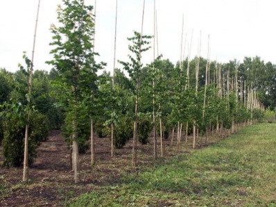 Проект «277 тысяч деревьев к 277-летию Челябинска» коснулся и Копейска