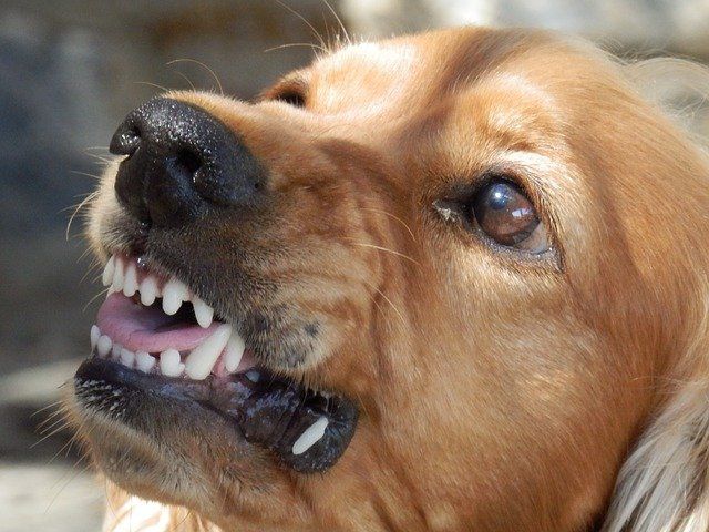 На Южном Урале осудили хозяйку пса, откусившего часть губы ребенку