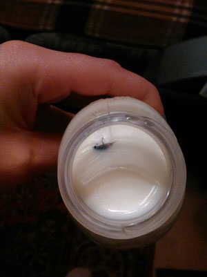 Копейчанка нашла муху в молоке производства местного молокозавода