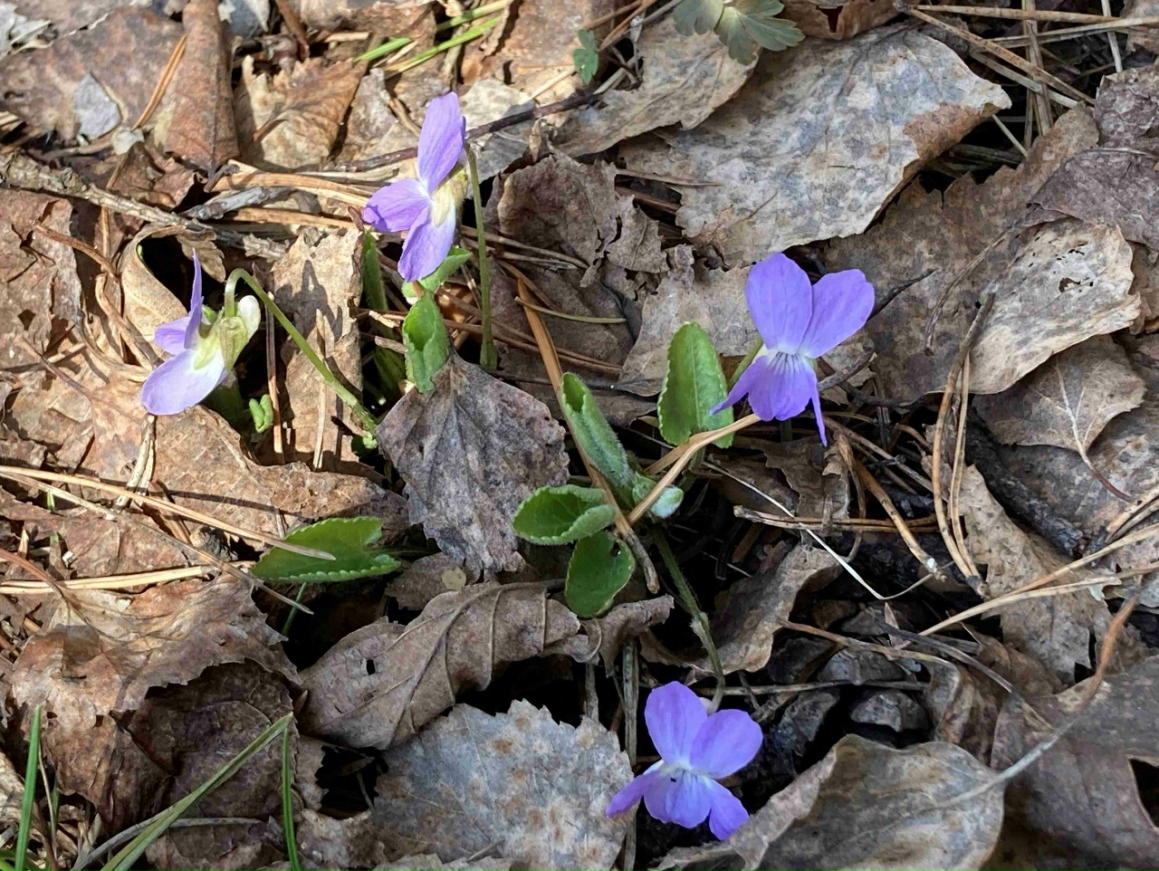 На Таганае фиолетовый первоцвет установил новый рекорд весны