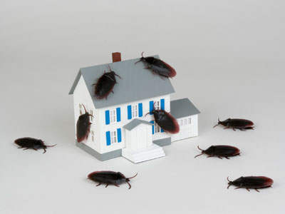 Битва на кухне: жители Копейска жалуются на засилье в квартирах непрошенных гостей — насекомых