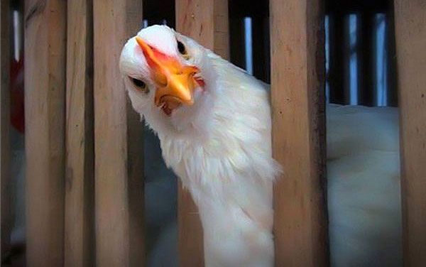 В Копейске пахнет куриным пометом и мертвыми птицами – источник нашли в Минэкологии