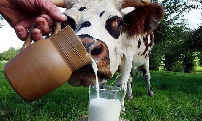 Бесплатное молоко южноуральским школьникам разрешат уносить домой