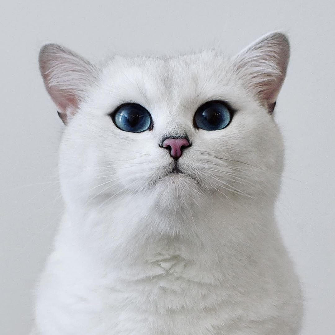 Самый красивый кот в мире родился в питомнике уроженки Челябинска