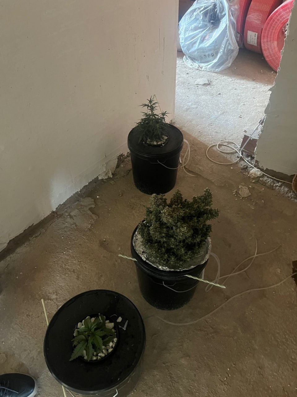 В Копейске пресечен факт незаконного выращивания наркосодержащих растений