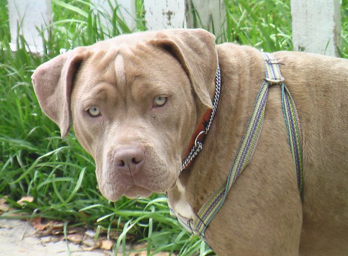 Правительство опубликовало породы собак, которых нельзя выгуливать без намордника