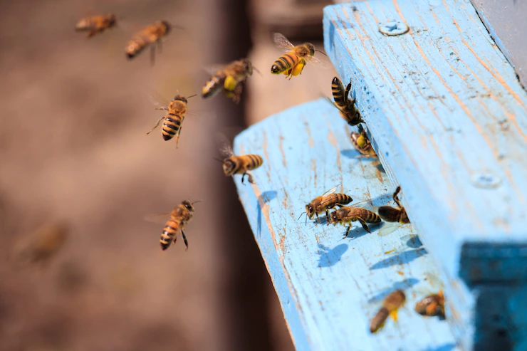 Копейским пасечникам дали алгоритм действий при гибели пчел