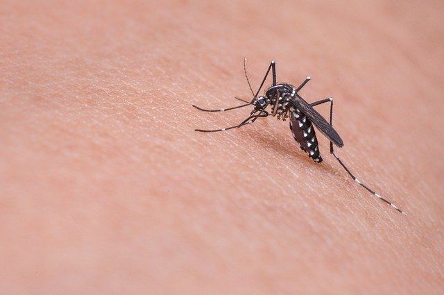 Корона и комары: как долго опасный вирус живет в комарах?