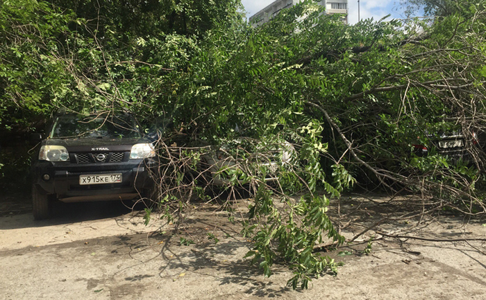Одним ударом четыре автомобиля! В Челябинской области падение дерева повредило автотранспорт