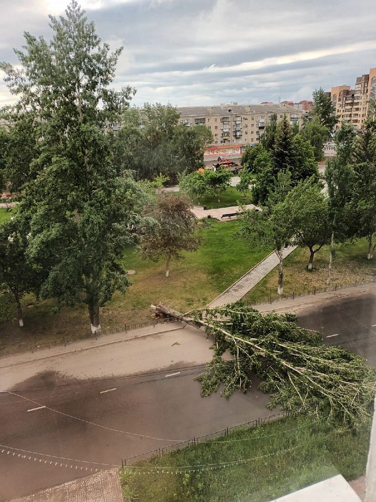 В Копейске упавшее дерево перекрыло дорогу
