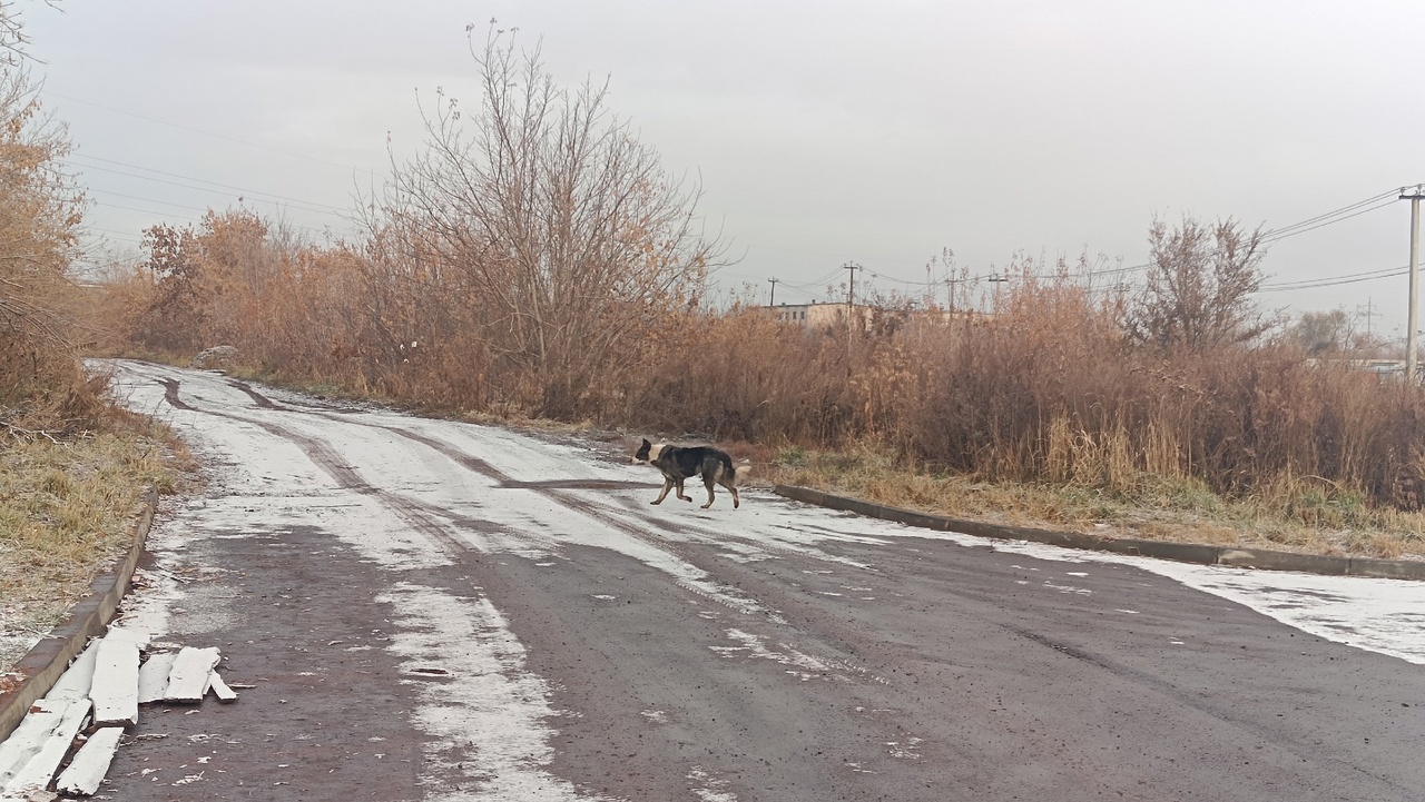 В Копейске продолжается борьба с бродячими собаками