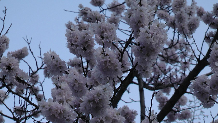 Копейск в цвету. Читатели присылают фото весенних деревьев