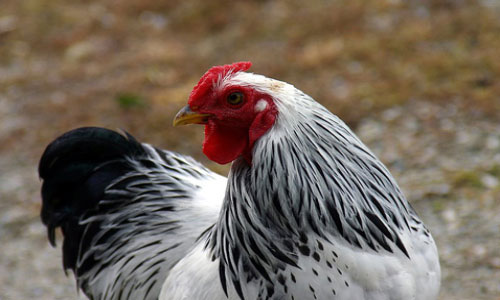 В птице и яйцах из Казахстана нашли возбудителя чумы