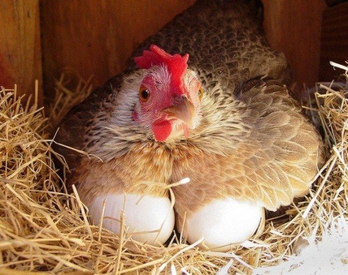 Копейчанам старше 65 лет привезут бесплатно курицу и яйца