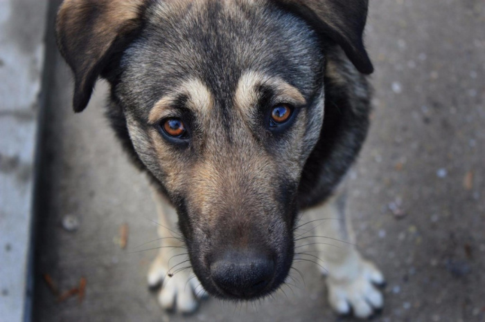 В Копейске полгода не будут отлавливать бродячих собак 