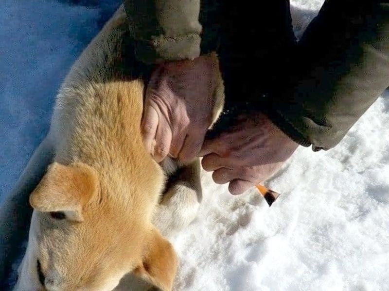 Куда копейчанам сообщать о появлении в районе бездомных собак