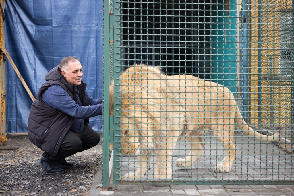 Компания РМК взяла на себя все расходы по транспортировке льва Симбы и леопарда Евы