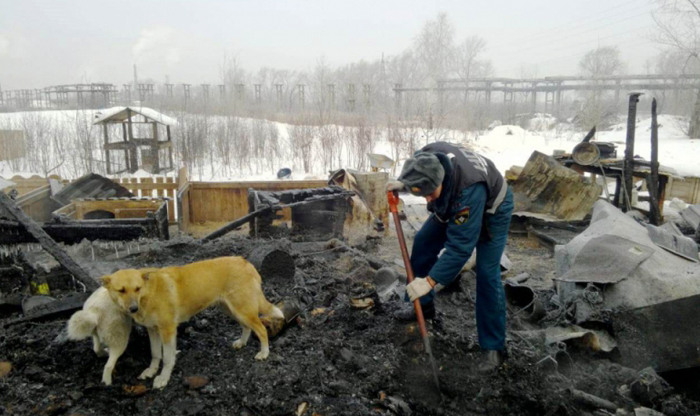 В приюте «Хочу домой» заживо сгорели две собаки