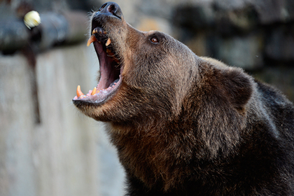 Жителя Озерска задрал и съел ручной медведь