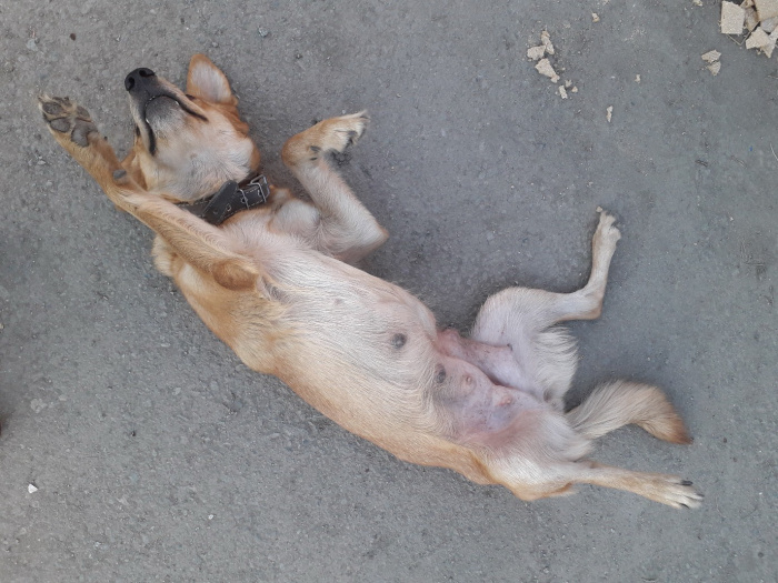 В Челябинске собака спасла от голода своего пожилого хозяина