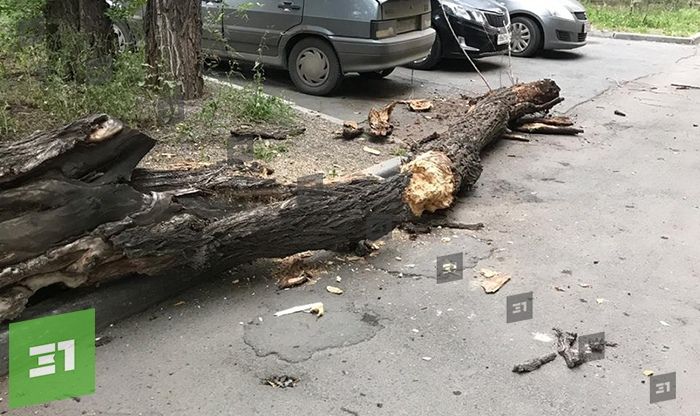 В Челябинске аварийное дерево упало прямо на дорогу