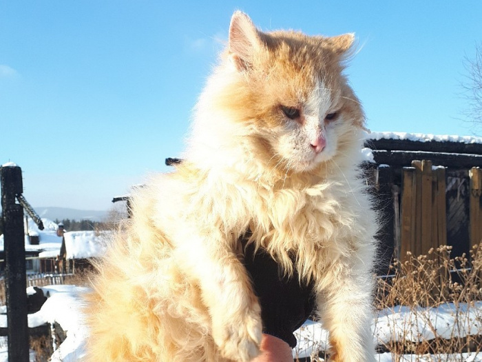 В Златоусте кот Рыжик полтора года ждет возвращения сгоревших хозяев