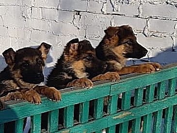 щенки.jpg щенки.jpg