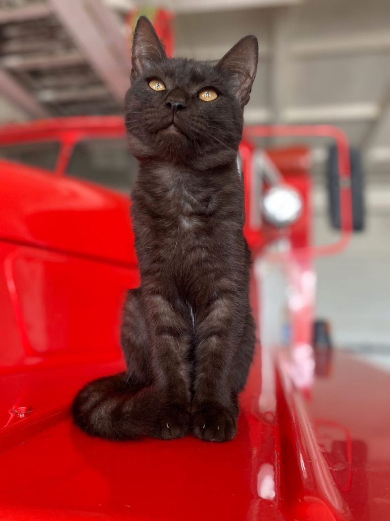 кот2.jpg кот2.jpg