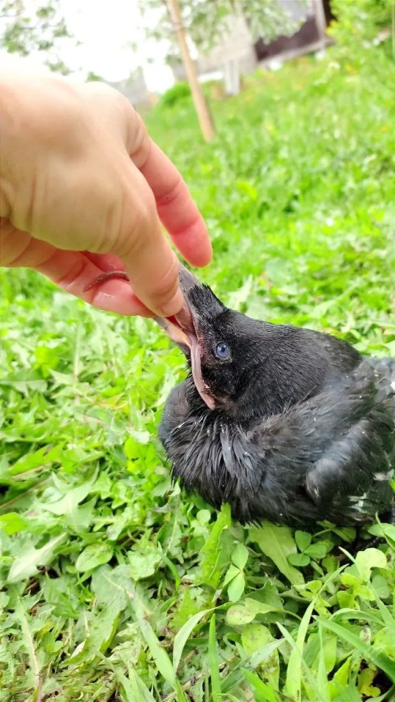 птенец еще (3).jpg