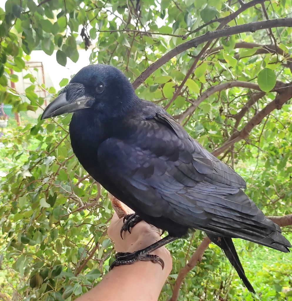 КУКАРАЧА (2).jpg