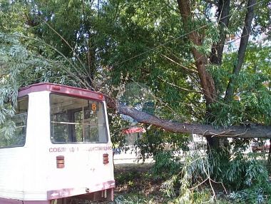 Восстановлено движение трамваев после падения дерева