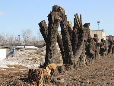 В Копейске идут работы по опиловке территорий