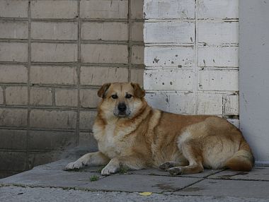 В Копейске возбудили уголовное дело из-за нападения бездомной собаки на ребенка