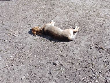 В Копейске отловлено 522 безнадзорные собаки