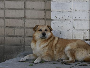 В Копейске сменился подрядчик по отлову собак