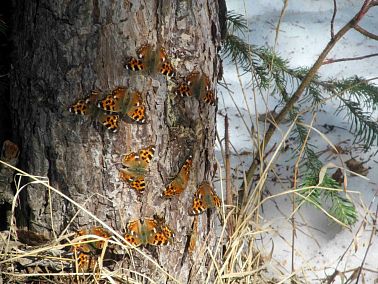 В Челябинской области бабочки проснулись на три недели раньше обычного