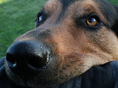 "Только от жизни собачьей..." Чиновники, волонтеры и ветеринары обсудили, что делать с бездомными животными в Копейске