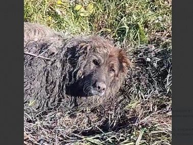 Жители Копейска спасли собаку-пенсионера из ямы