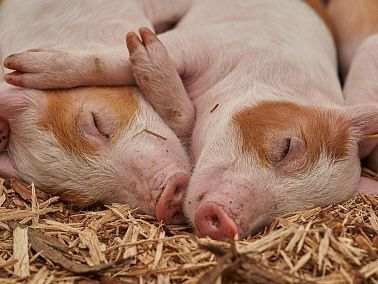 v kopeyske vveden karantin iz za sluchaev afrikanskoy chumy sviney копейские электросети телефон диспетчера