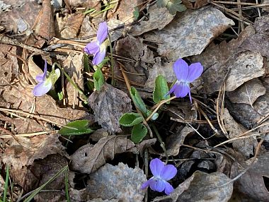 На Таганае фиолетовый первоцвет установил новый рекорд весны