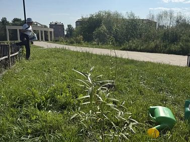 В парке Победы высадили новые ивы