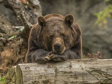 В Челябинской области заметили медведей