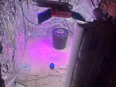 В Копейске пресечено незаконное выращивание наркосодержащих растений